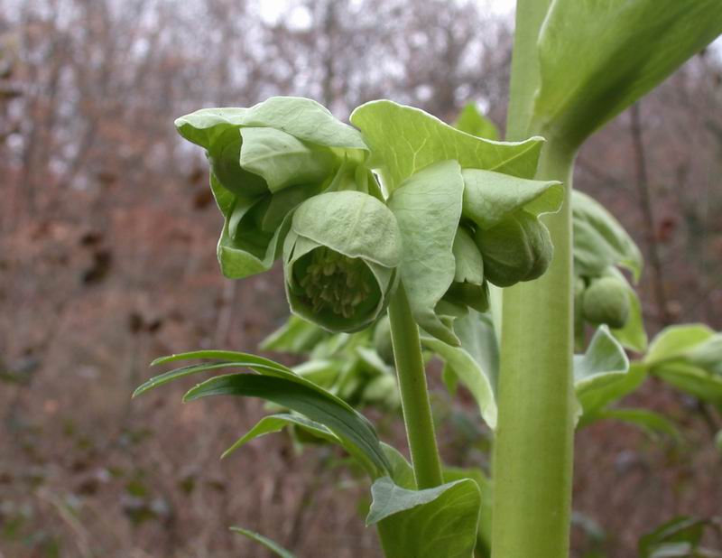 Helleborus foetidus / Elleboro puzzolente